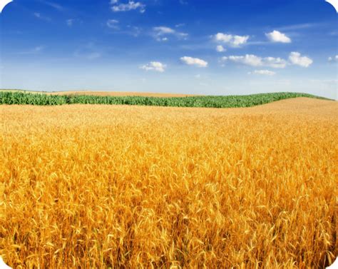 Программы кредитования - Agrocredit