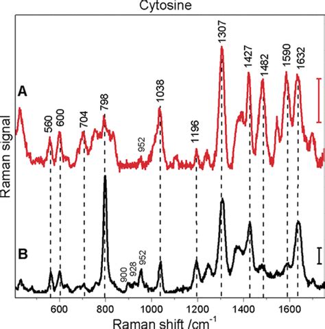 Surface Enhanced Hyper Raman Spectra Of Adenine Guanine Cytosine