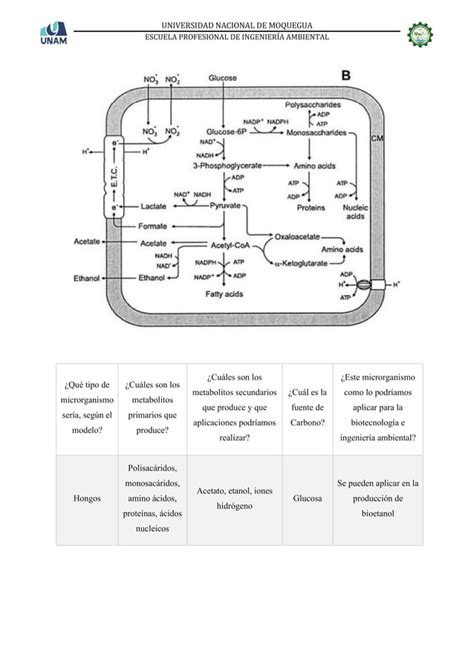 Metabolismo Microbiano PDF