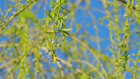 Weeping Willow Leaves Weeping Willow Tree In Spring Blooming Weeping