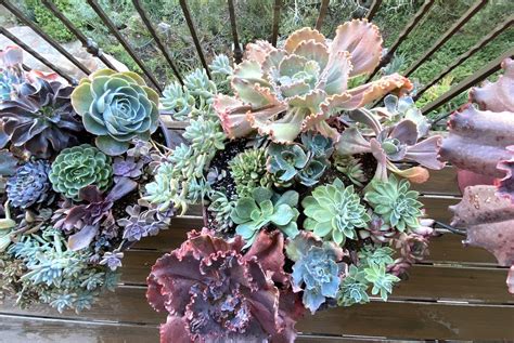 Refresh Your Echeveria Garden Debra Lee Baldwin