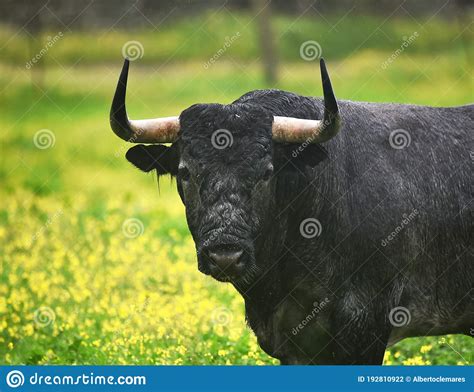 Powerful Bull with Big Horns Stock Photo - Image of farm, aggressive: 192810922