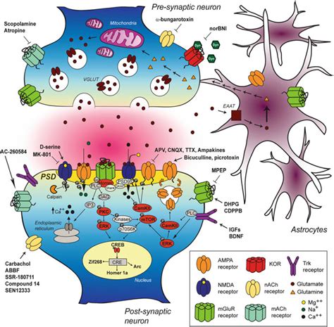 Summary Of The Signaling Pathways Involved In Memory Formation