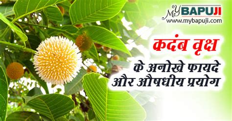 कदंब वृक्ष के फायदे औषधीय गुण उपयोग और दुष्प्रभाव Kadam Tree