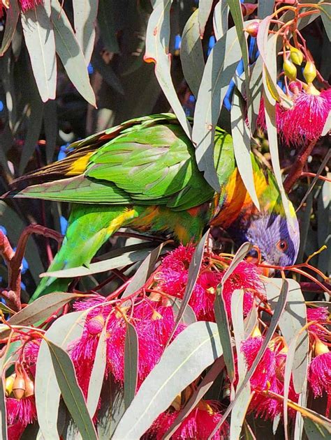 Solve Rainbow Lorikeet Feeding On A Red Gum Tree Melbourne Jigsaw