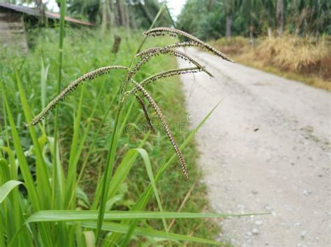 Green Wild Paspalum Dilatatum Grass Plant Stock Image Image Of