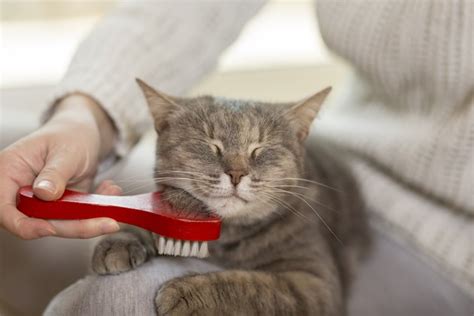 The Beginners Guide To Brushing A Cat Cuteness