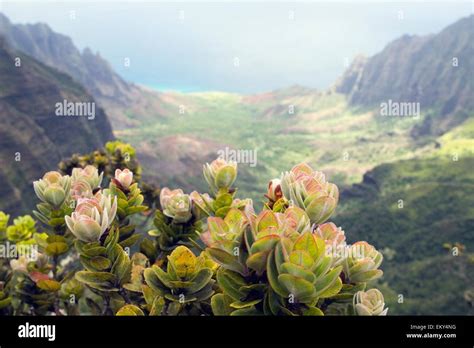 A Plant Overlooking Kalalau Valley Na Pali Coast Kauai Hawaii Stock