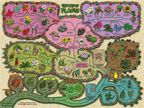 A Map That Visualizes the Natural Complexity of Plants