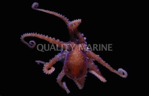 Octopus, Pygmy Atlantic - Quality Marine