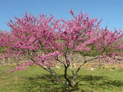 L ARBRE DE JUDEE COEUR TOUT VERT