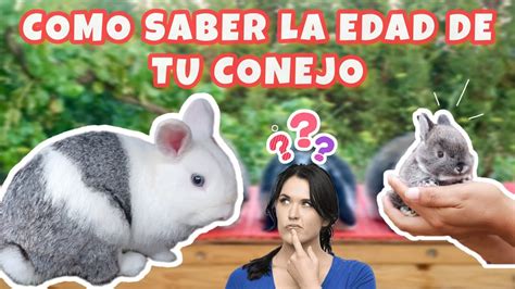 COMO SABER LA EDAD DE LOS CONEJOS muy facil y Rápido YouTube