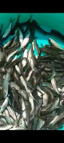 Mrigal Fish Seed Manufacturer from Kolkata