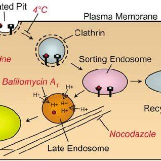 Clathrin-mediated endocytosis. Schematic shows endocytosis of... | Download Scientific Diagram