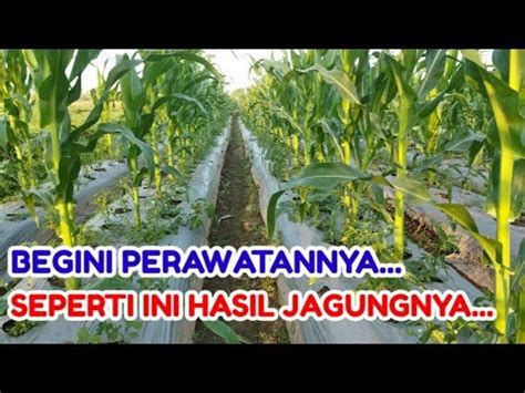 Perkembangan Sistem Tumpang Sari Jagung Dan Cabe Youtube