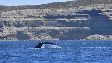 En Fotos Comenz La Temporada De Avistajes De Ballenas En Puerto Madryn