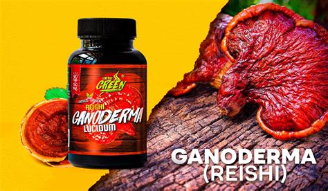 Ganoderma Beneficios Y Contraindicaciones Energy Green