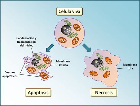 Apoptosis una forma controlada de muerte celular Marcos Vélez