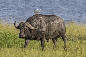 African buffalo Facts for Kids