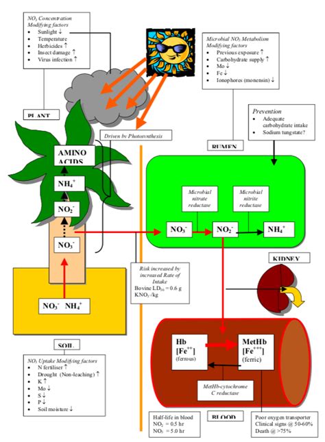 Nitrate Nitrite Hot Sex Picture