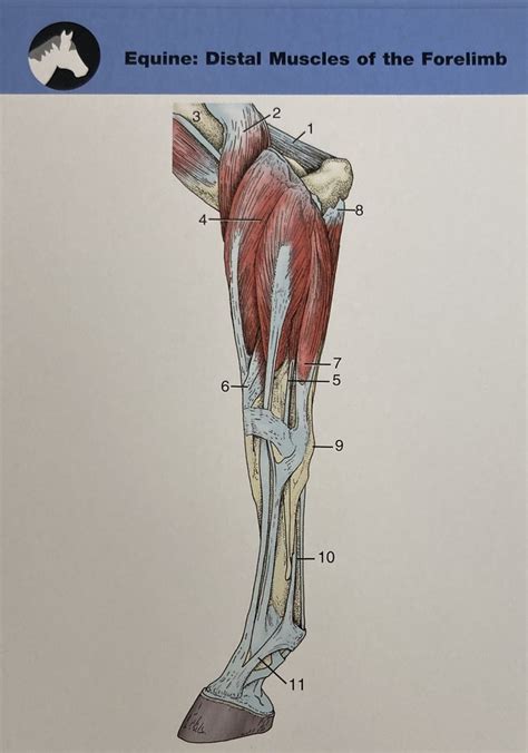 Equine Distal Muscles Of The Forelimb Diagram Quizlet