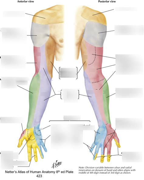 dermatomes   arm labeling diagram quizlet