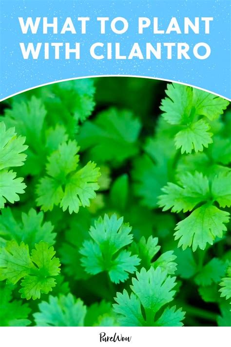 Green Plants With The Words What To Plant With Cilantro