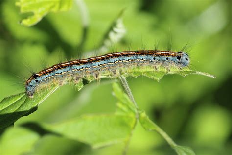 Fotos Gratis Naturaleza C Sped Fotograf A Fauna Silvestre Verde