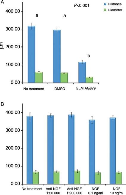 Quantification Of The Inhibitory Effect Of Tyrphostin Ag On Sertoli