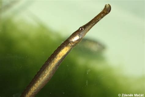 Broadnosed Pipefish Alchetron The Free Social Encyclopedia