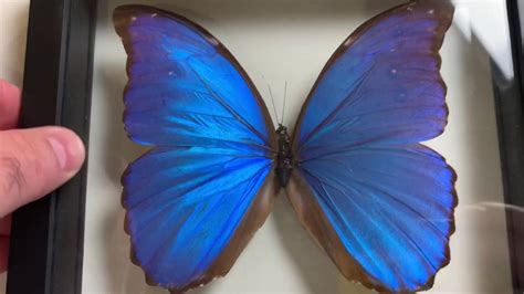 فراشة مورفو Morpho Butterfly Youtube