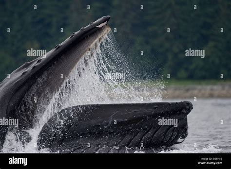 Usa Alaska Hoonah Close Up Of Humpback Whale Megaptera Novaengliae