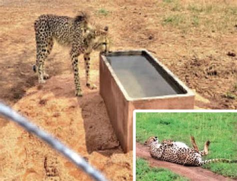 The Cheetahs Roamed For 24 Hours In The New House Drank Water Four