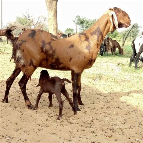 Unisex Pregnant Sirohi Female Goat Weight 4050 Kg At Rs 220kg In Ajmer