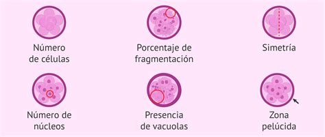Par Metros Para Evaluar La Calidad Embrionaria