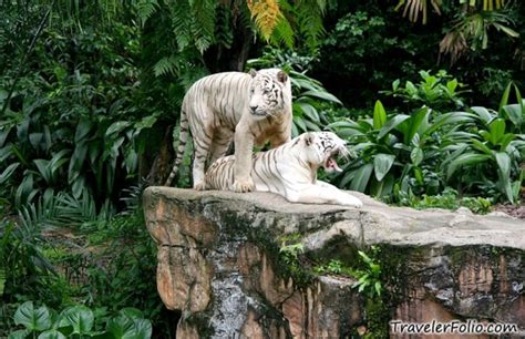 Singapore Zoo | White Tigers | Ah Meng |Sg Tourism @ Singapore Travel & Lifestyle Blog