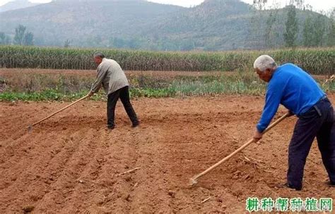 小麥播種時多深最好？小麥種子一般離地面多深好？ 每日頭條