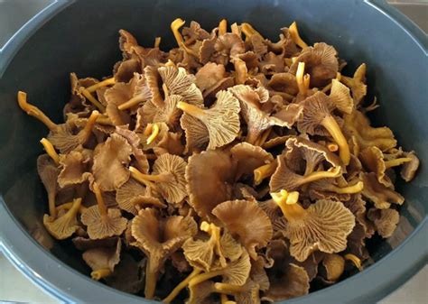 Comment Nettoyer Les Chanterelles Chasseurs De Champignons