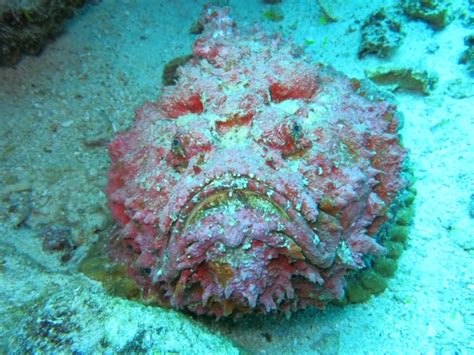 The Oceans Most Venomous Fish - Reef Stonefish | Siladen Resort & Spa in Bunaken, North Sulawesi ...