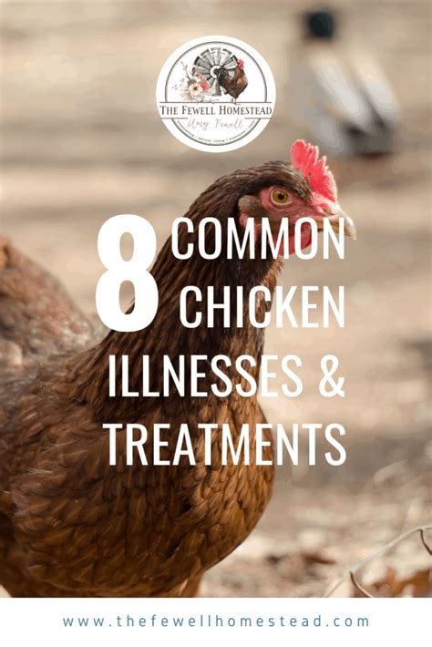 8 Common Chicken Illnesses And How To Treat Them Amy K Fewell