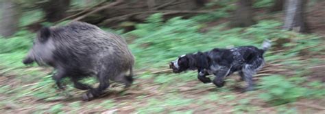 Jagdhundeausbildung Im Wildschweingatter Teil Deutscher Jagdblog De