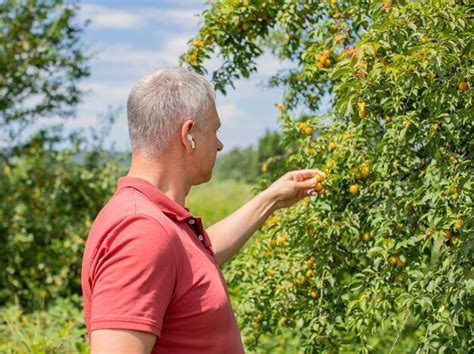 Um homem colhe uma ameixa amarela em uma árvore verde ramos frutos