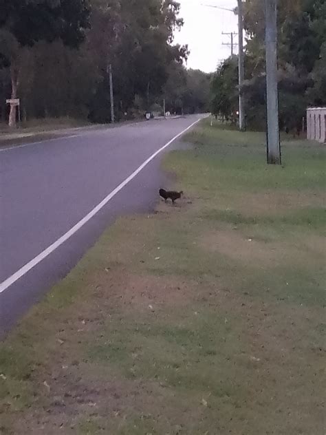 Australian Brushturkey From Moore Park Beach Qld Australia On