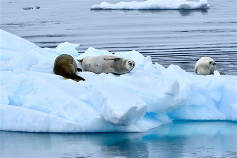 Cruises To Paradise Bay Cruising Antarctica Royal Caribbean Cruises