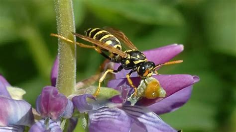 What Do Paper Wasps Eat Diet And Interesting Facts