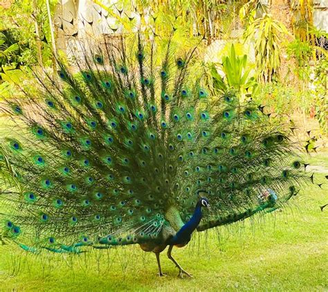 Dancing Peacock In Rain