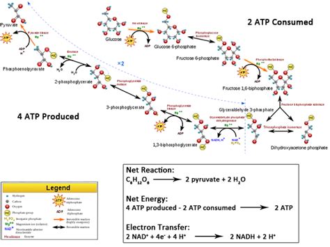 77 Glycolysis Outcomes Of Glycolysis Biology Libretexts