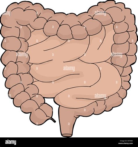 Isolated Cartoon Human Digestive Tract Over White Background Stock