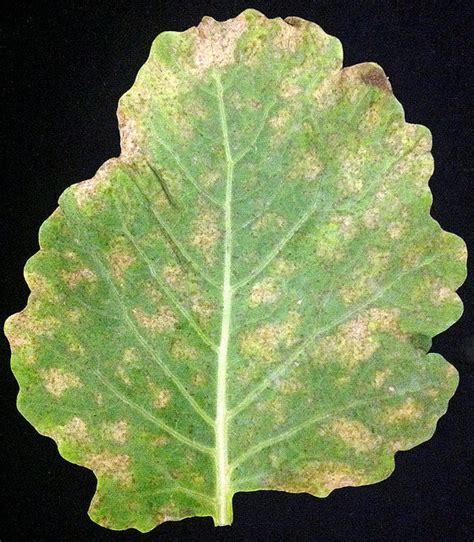 Collard greens | Diseases and Pests, Description, Uses, Propagation