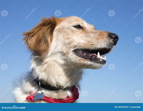 Brittany Spaniel Stock Image Image Of Nature Head Blue 53235249